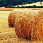 Foto Bales de palla de Maria Josep Jové